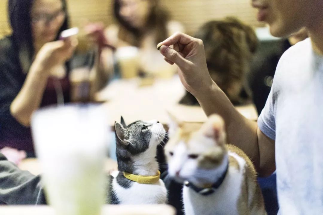 武汉哪里有猫咖啡厅_武汉有猫的咖啡店_武汉的猫咖